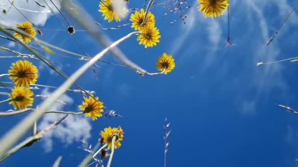 Gele Paardebloemen Uitgerekt Blauwe Lucht — Stockvideo