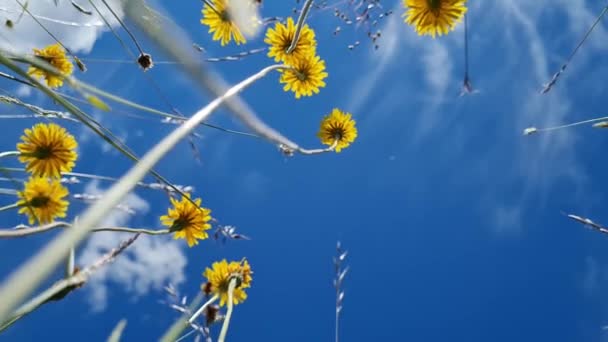 Dientes León Amarillos Estirados Cielo Azul — Vídeo de stock