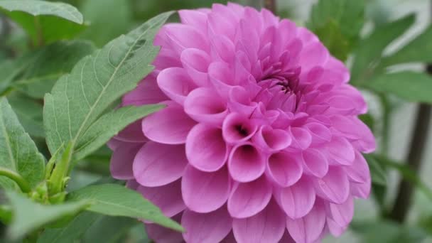 Pink Dahlia Autumn Flower Garden Flowers Autumn Garden — Stock Video