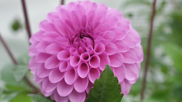 Pink Dahlia Autumn Flower Garden Flowers Autumn Garden — Stock Video