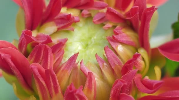 Pink Dahlia Autumn Flower Garden Flowers Autumn Garden — Stock Video