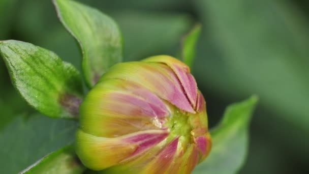 Rosa Dalia Fiore Autunnale Fiori Giardino Nel Giardino Autunnale — Video Stock