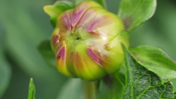 Floare Toamnă Roz Dahlia Flori Grădină Grădina Toamnă — Videoclip de stoc