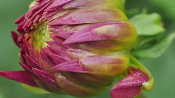 Rosa Dahlia Höstblomma Trädgårdsblommor Höstträdgården — Stockvideo