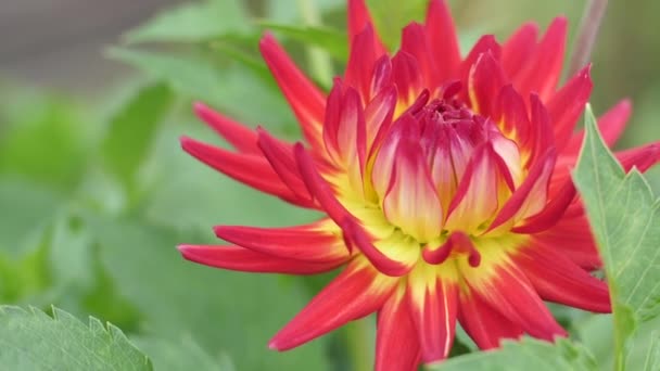 Pink Dahlia Autumn Flower Garden Flowers Autumn Garden — Stock Video