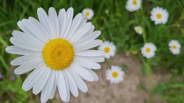 風の中でデイジーの花が美しく動きます 美しい花の草原 — ストック動画