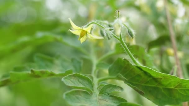 Tomatblommor Blommar Vackert Växthuset — Stockvideo