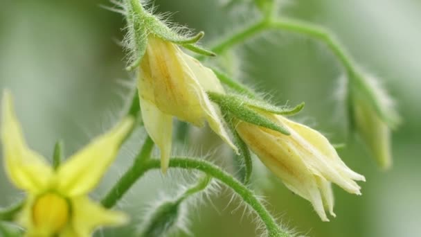 Flores Tomate Florecen Maravillosamente Invernadero — Vídeo de stock