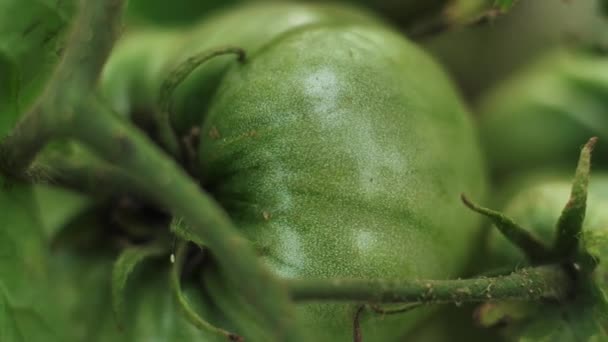 Tomaten Trossen Opgehangen Aan Een Tak Groene Tomaten Gerijpt — Stockvideo