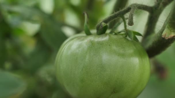 Tomaten Trauben Hingen Einem Zweig Grüne Tomaten Reiften — Stockvideo