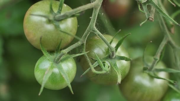 Los Tomates Racimos Colgaban Una Rama Tomates Verdes Madurados — Vídeos de Stock