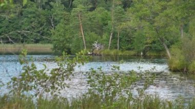 Bataklık gölü, fazla büyümüş çalılarla.