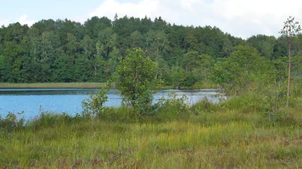 Lago Paludoso Con Cespugli Ricoperti Vegetazione — Video Stock