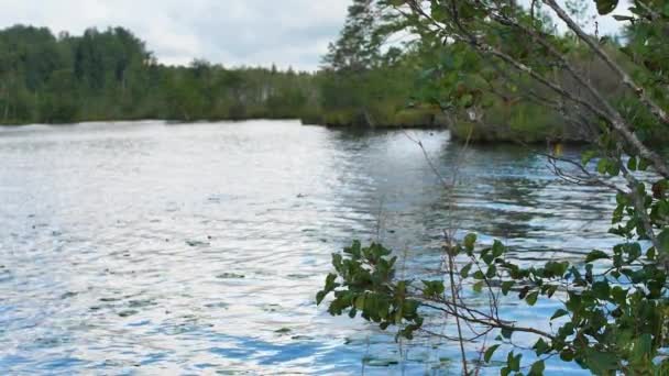 Lago Paludoso Con Cespugli Ricoperti Vegetazione — Video Stock