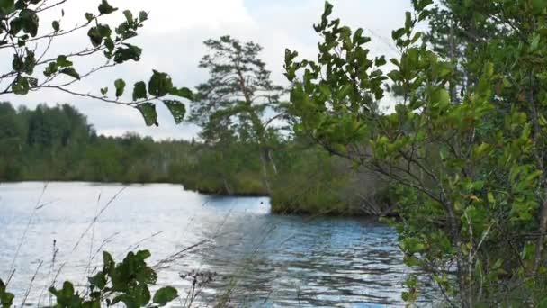 Lac Marécageux Avec Buissons Envahis — Video