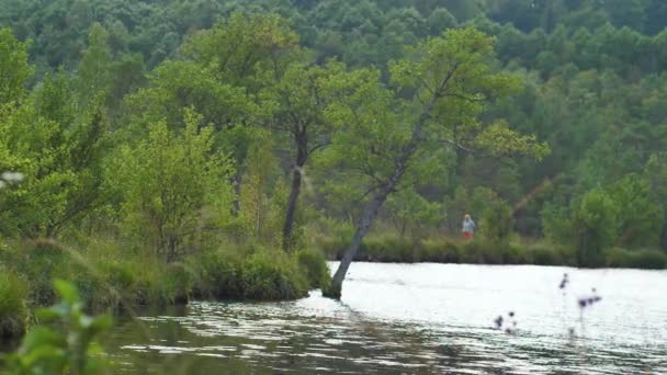 Lac Marécageux Avec Buissons Envahis — Video