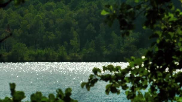 Lac Marécageux Avec Buissons Envahis — Video