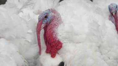 Tavuk çiftliği ızgara hindi yetiştiriciliği. Fırın hindileri için kümes hayvanları çiftliği. Yakın plan.