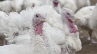 Tavuk çiftliği ızgara hindi yetiştiriciliği. Fırın hindileri için kümes hayvanları çiftliği. Yakın plan.