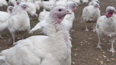 Tavuk çiftliği ızgara hindi yetiştiriciliği. Fırın hindileri için kümes hayvanları çiftliği. Yakın plan.
