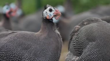 Kümes hayvanı çiftliği tavuğu yetiştiriciliği. Gine tavuğu için organik bir çiftlikte. Yakın plan.