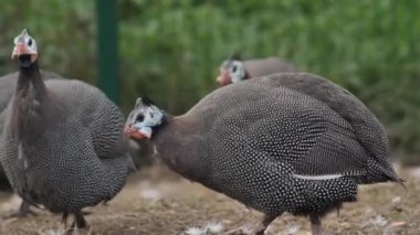 Kümes hayvanı çiftliği tavuğu yetiştiriciliği. Gine tavuğu için organik bir çiftlikte. Yakın plan.
