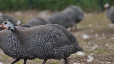 Kümes hayvanı çiftliği tavuğu yetiştiriciliği. Gine tavuğu için organik bir çiftlikte. Yakın plan.