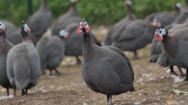 Kümes hayvanı çiftliği tavuğu yetiştiriciliği. Gine tavuğu için organik bir çiftlikte. Yakın plan.