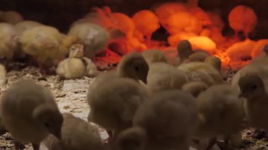 Hindi tavukları bir lambanın altında ısıtılır. Kırsal bölgedeki Türkiye çiftliği