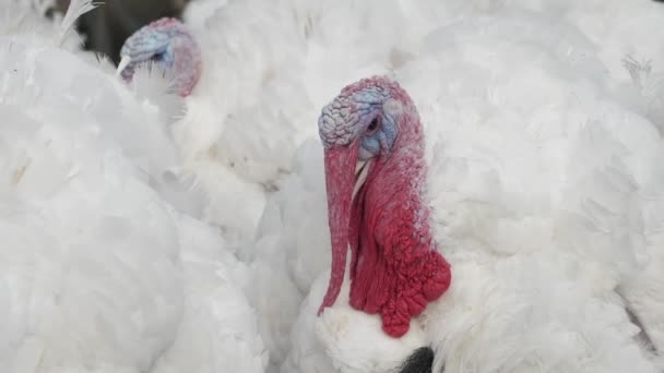 Pluimveehouderij Vleeskuikens Kalkoen Fokken Pluimveebedrijf Voor Vleeskuikens Close — Stockvideo