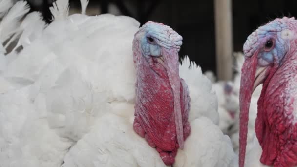 Poultry Farm Broiler Turkey Breeding Poultry Farm Broiler Turkeys Close — Stock Video