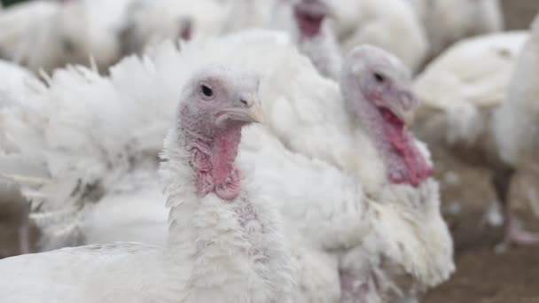 Fjerkræ Opdræt Slagtekylling Kalkun Avl Fjerkræfarm Til Slagtekyllinger Nærbillede – Stock-video