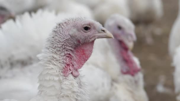 Pluimveehouderij Vleeskuikens Kalkoen Fokken Pluimveebedrijf Voor Vleeskuikens Close — Stockvideo