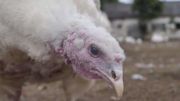 Chov Krocanů Krůt Farmě Drůbeží Farma Pro Brojlery Detailní Záběr — Stock video