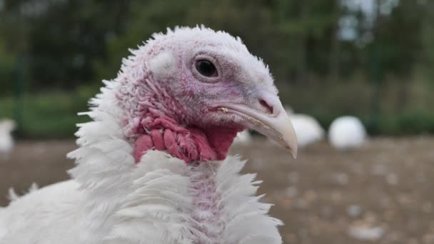 Volaille Élevage Dindons Chair Ferme Ferme Avicole Pour Dindons Chair — Video