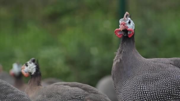 Allevamento Faraone Allevamento Pollame Una Fattoria Biologica Faraone Primo Piano — Video Stock