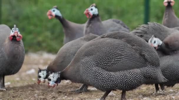 家禽饲养场的珍珠鸡 在一个饲养珍珠鸡的有机农场 后续行动 — 图库视频影像