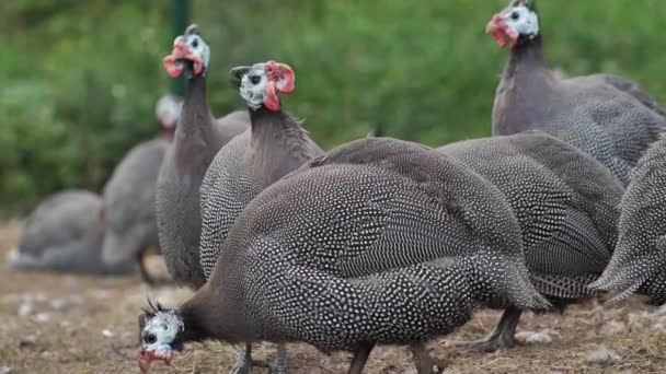 Geflügelzucht Perlhühner Auf Einem Biohof Für Perlhühner Nahaufnahme — Stockvideo