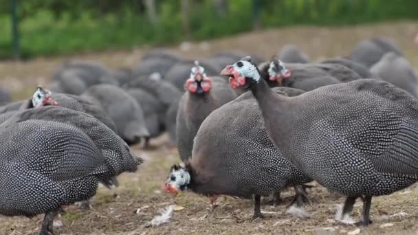 Geflügelzucht Perlhühner Auf Einem Biohof Für Perlhühner Nahaufnahme — Stockvideo