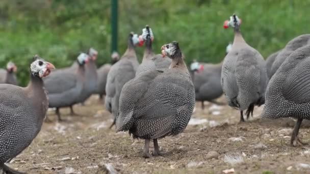 Geflügelzucht Perlhühner Auf Einem Biohof Für Perlhühner Nahaufnahme — Stockvideo