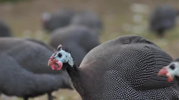 Εκτροφή Φραγκόκοτας Πτηνοτροφίας Μια Βιολογική Φάρμα Για Φραγκόκοτες Κοντινό Πλάνο — Αρχείο Βίντεο