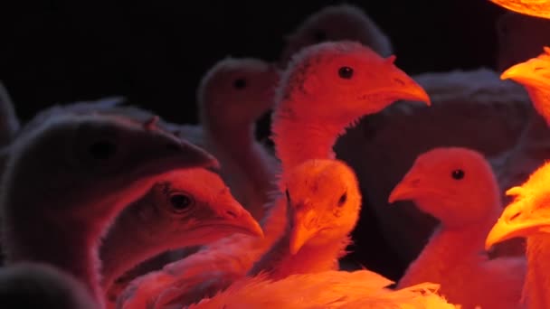 Turkey Chickens Heated Lamp Turkey Farm Countryside — Stock Video