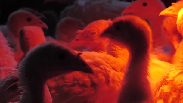 Kalkoenkippen Worden Verwarmd Onder Een Lamp Boerderij Turkije Het Platteland — Stockvideo