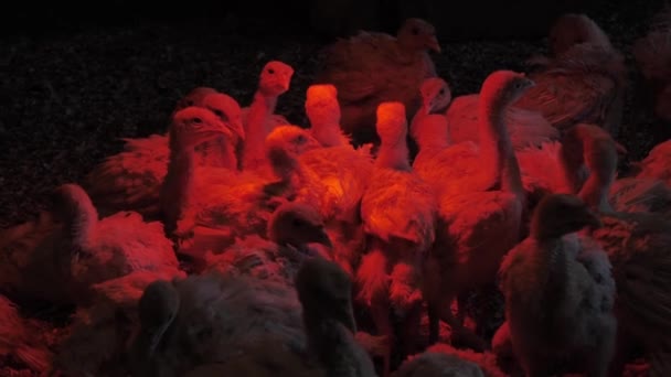 Kurczaki Indyka Ogrzewane Pod Lampą Hodowla Indyków Wsi — Wideo stockowe