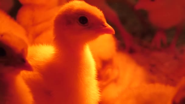 七面鳥の鶏はランプの下で加熱される 田舎のトルコ農場 — ストック動画