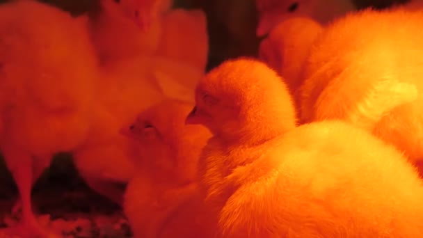 Les Poulets Dinde Sont Chauffés Sous Une Lampe Turquie Ferme — Video