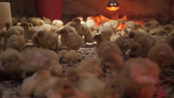 七面鳥の鶏はランプの下で加熱される 田舎のトルコ農場 — ストック動画