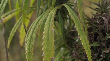 Açık tarım alanında narkotik marihuana bitkileri. Tıbbi kenevir tarlası ekimi. Yasadışı narkotik ot tarlası.