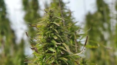 Açık tarım alanında narkotik marihuana bitkileri. Tıbbi kenevir tarlası ekimi. Yasadışı narkotik ot tarlası.