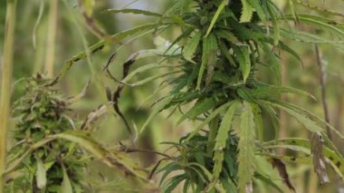 Açık tarım alanında narkotik marihuana bitkileri. Tıbbi kenevir tarlası ekimi. Yasadışı narkotik ot tarlası.